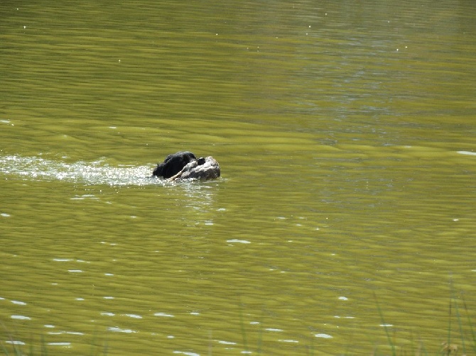 gilly sur loire 13/06/2015