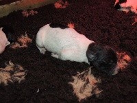 CHIOT