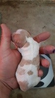 CHIOT