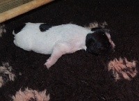 CHIOT