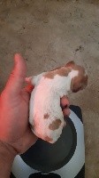 CHIOT